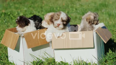 Puppies in Boxes