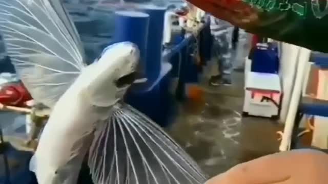 Flying fish😮