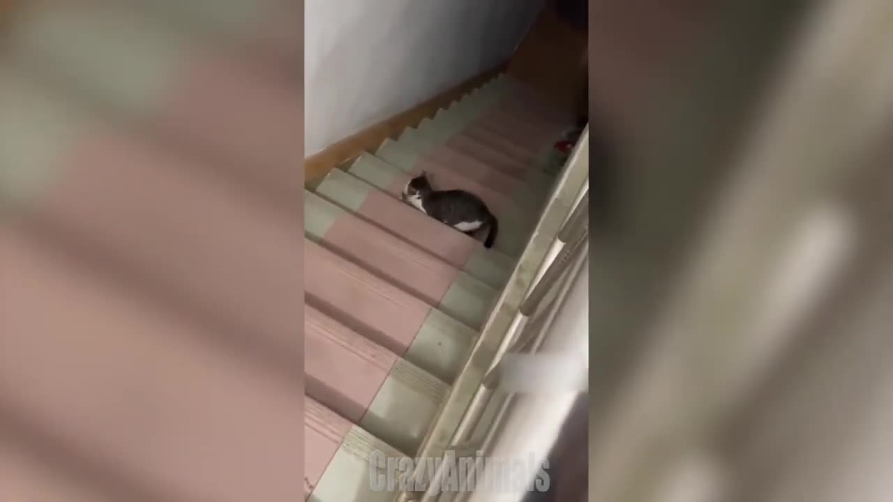 Animals Funny Video