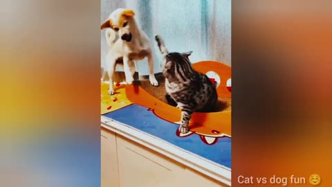 Cat person .. or NOT! ... Best funny cat / animal videos