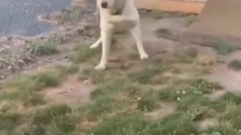 Dog Funny video