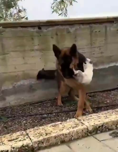 Dog with huge tick problem 😂🤣