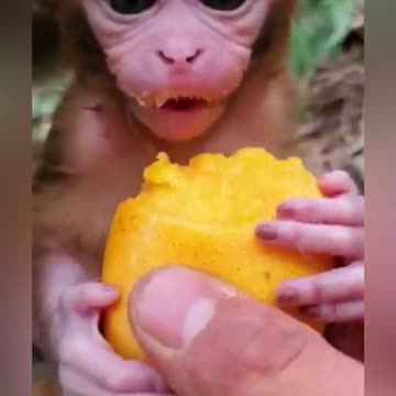 Cute baby monkey