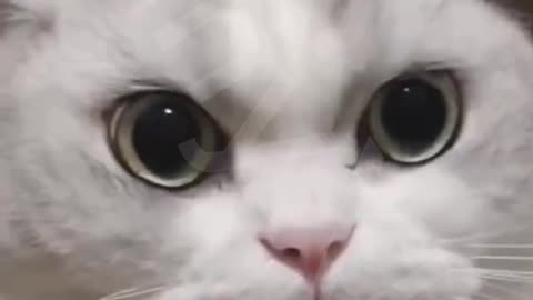 Cute cats - Funny cats _ Cat Videos Compilation _ Cute pets🤣😜😂