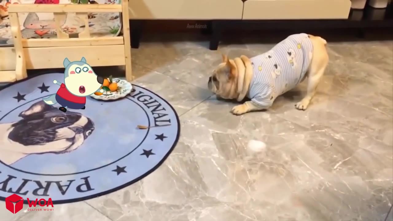 funny animal