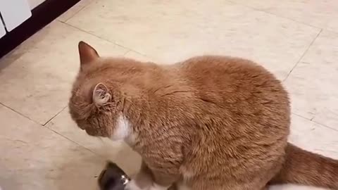 I think someone wants food