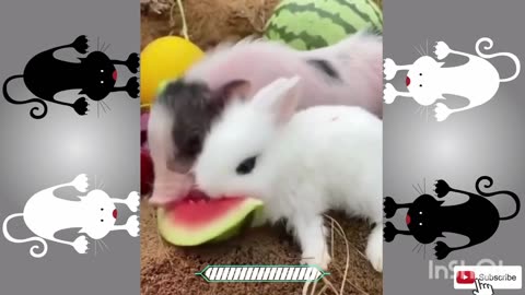 Funny animals, cute animals, funny pets, cute pets, hilarious, 4k, hd, music