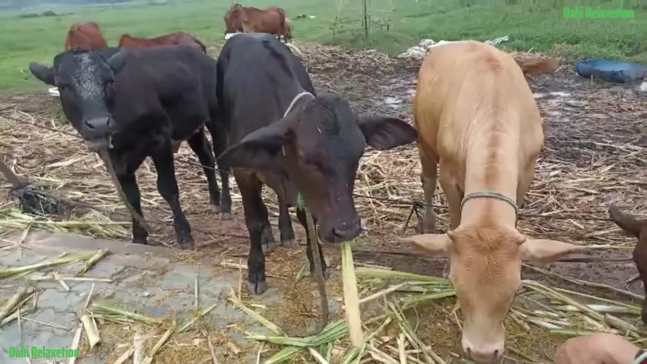 Funny Cow Sound