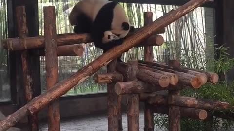 The panda is stuck