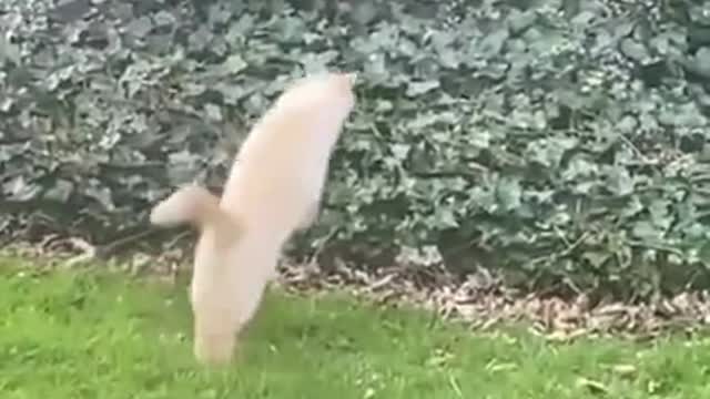 A cat on the hunt