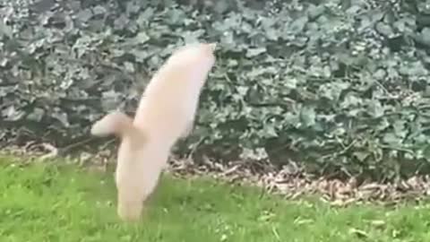 A cat on the hunt