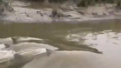 This is a beautiful and charming water-dwelling species