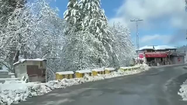 Incredible murre after snow fall