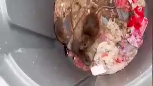 Best of These Amazing Funny Animals