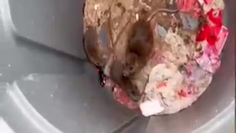 Best of These Amazing Funny Animals