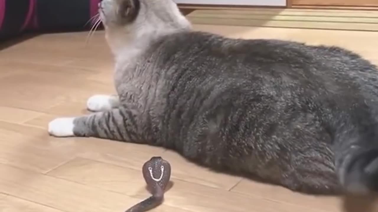 Funny cats try not to laugh 😂