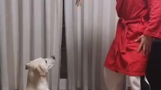 Funny challenge with dog