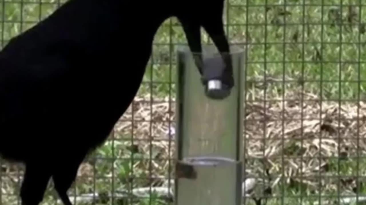 How Crows Are Incredibility Smart