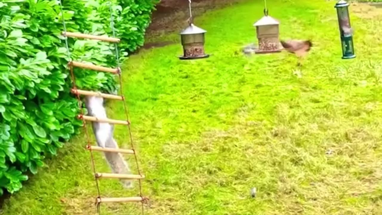 3 lucky baby Squirrels were rescued from under the rubble 🙏❤️