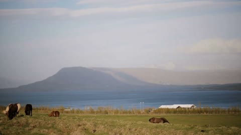 Beautiful view of the animals farm on the nature