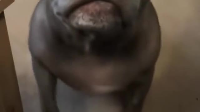 Each animal super funny moment
