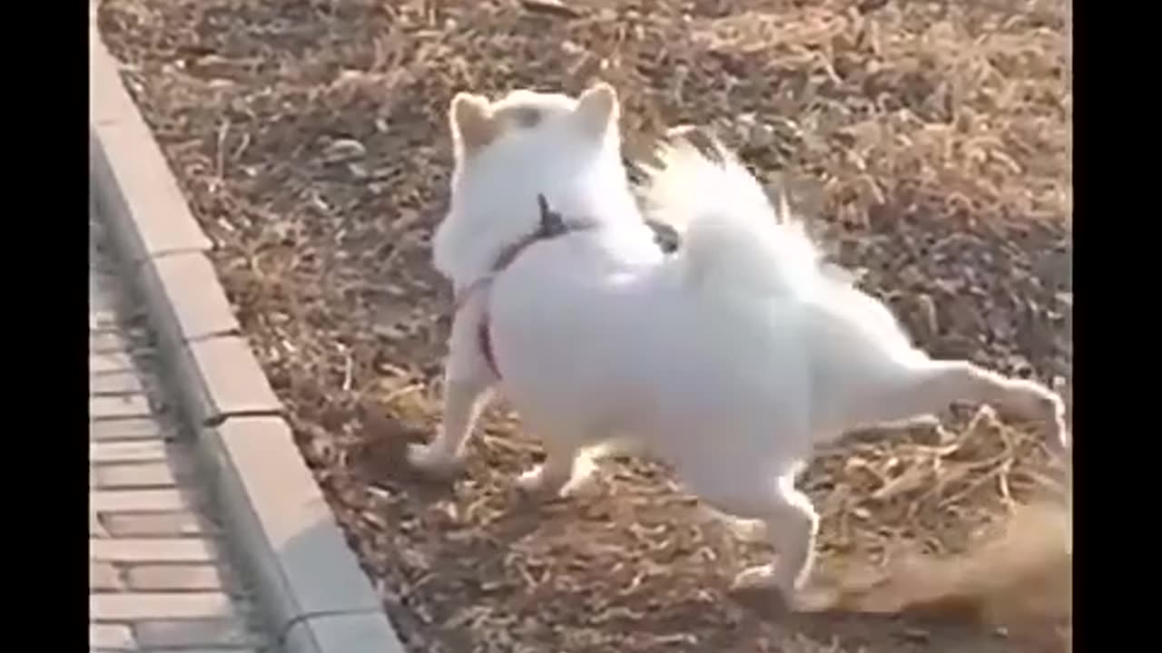 Animals funny animals