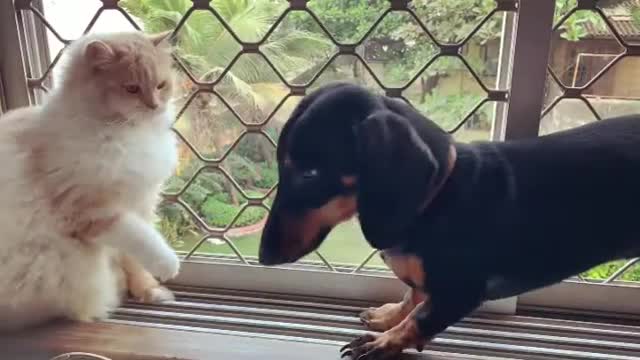 Cat vs dog