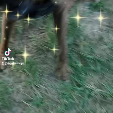 What Do U Have U doggy Doo 🐶