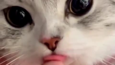 瞅瞅这小可爱，萌化了Cute little kitten