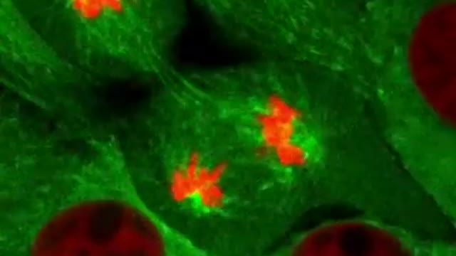 Cell Division