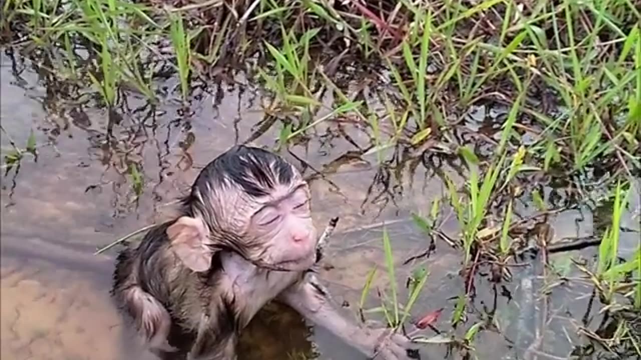 Little monkey and mother struggle out for water please pray us