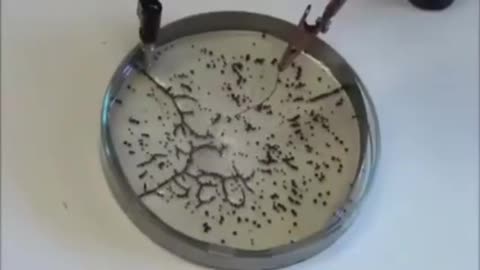 graphene in a petri dish