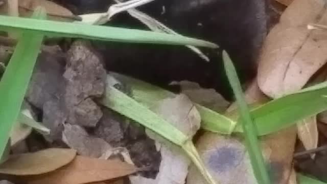 Cute Mole found in yard gets a backscratch