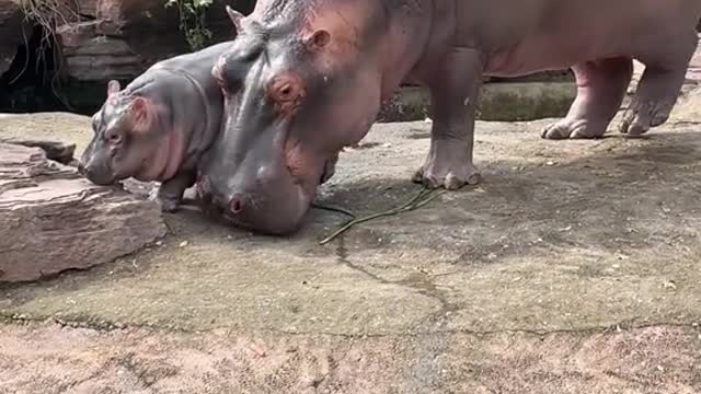 Baby hippo