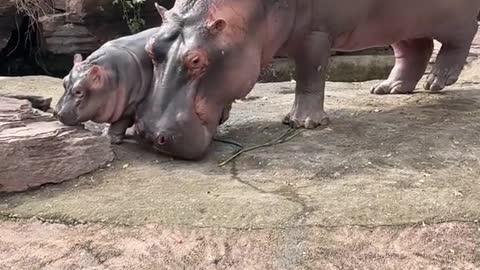 Baby hippo