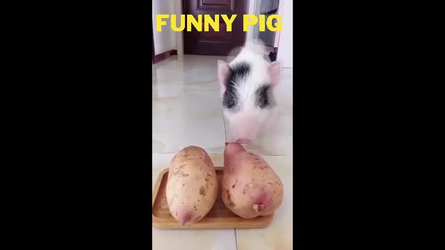 This Cute Pig Will Make You Laugh