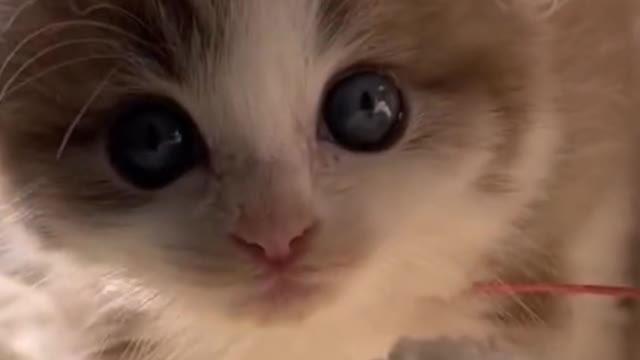 Fluffy kittens are so cute! I think it can cure everything!