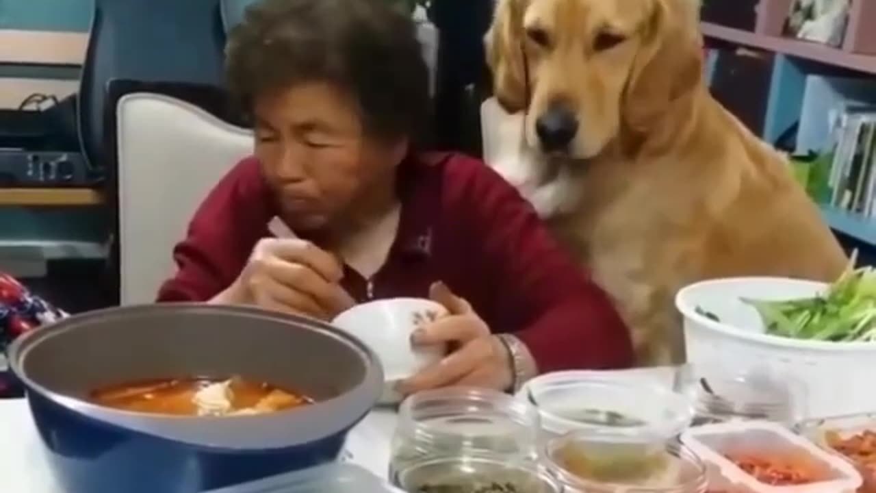 Hilarious petvoiceovers “Sharing is CARING, Gramma!"🎼 UP 🤣Hey. Hey! HEY!