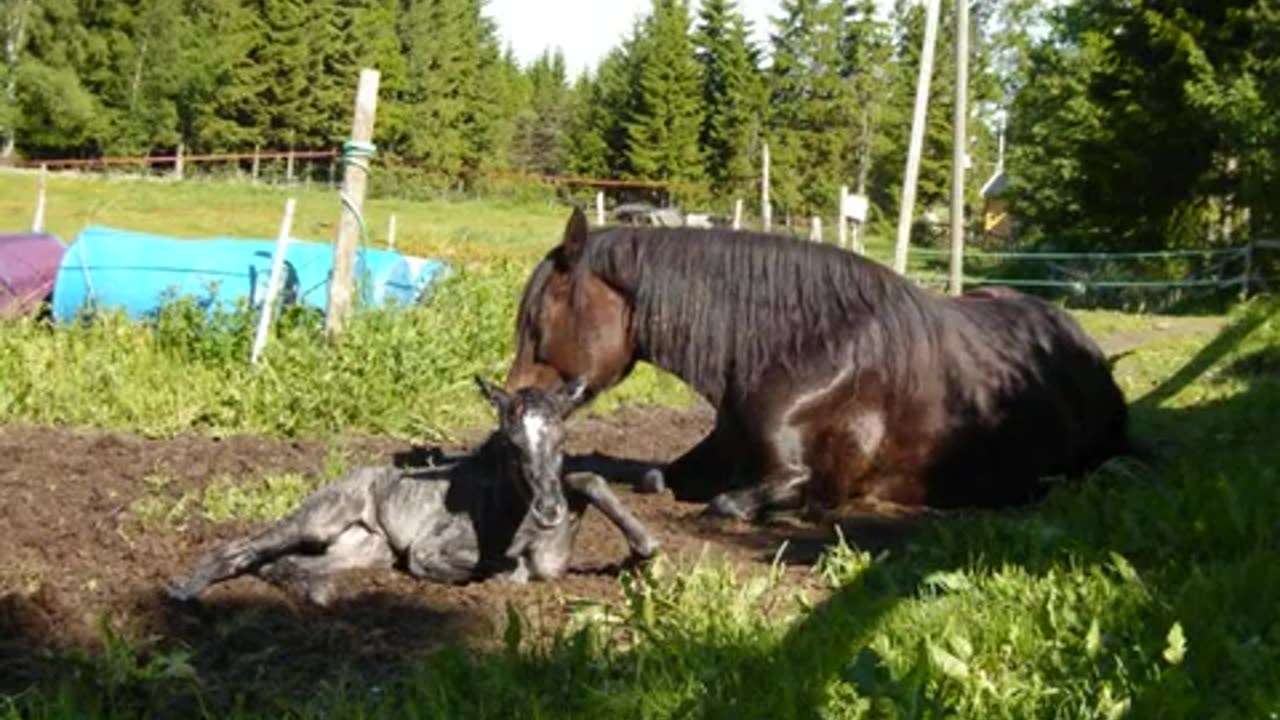 Pajavara føller. _GUTTUNGEN_ blir født