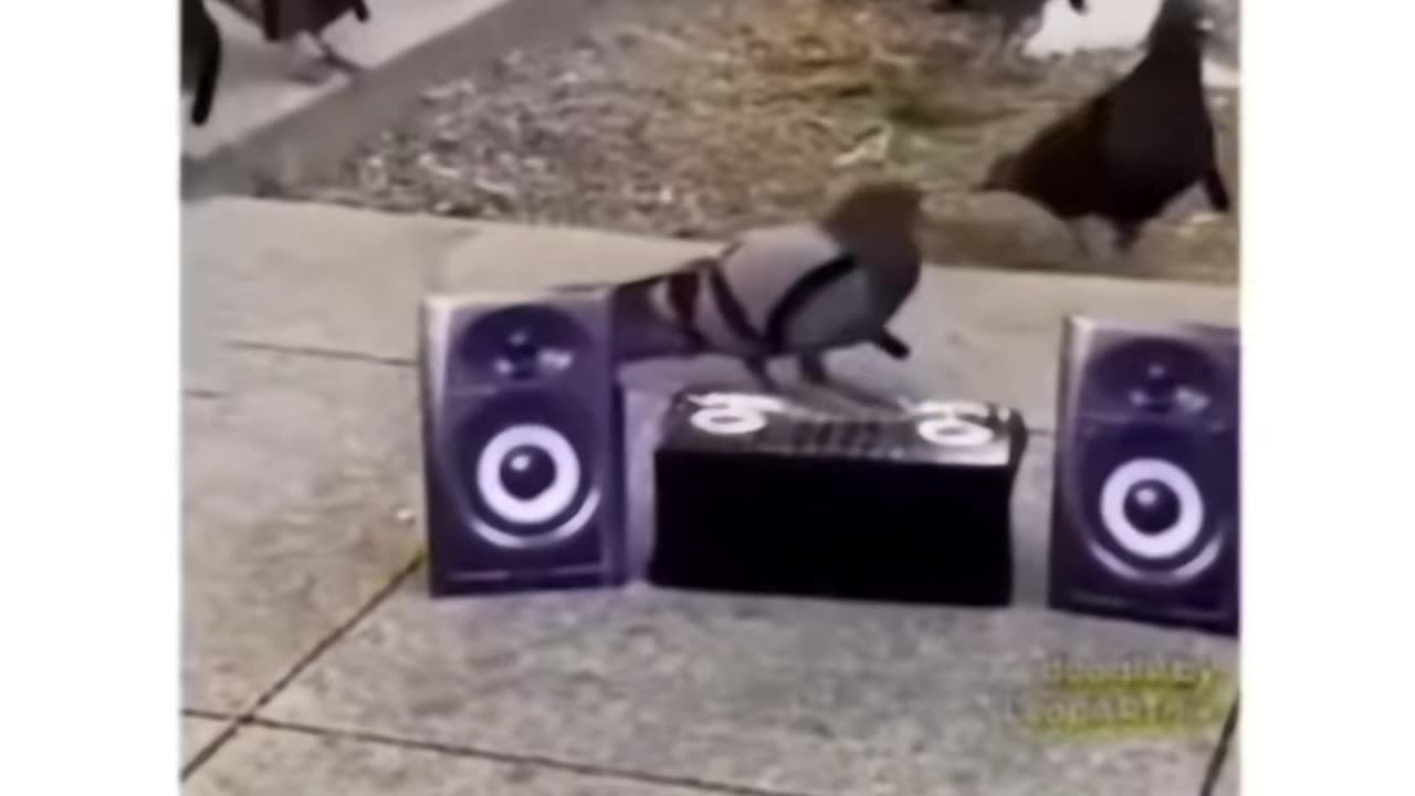 DJ pigeon with pigeon dancers . Dancing on the beat😆