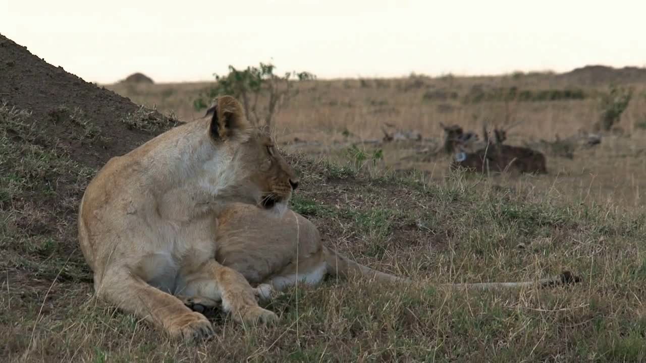Lioness resting in the shade on the savanna