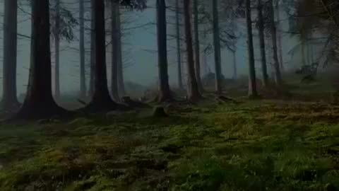 Beauty of Pine Forest