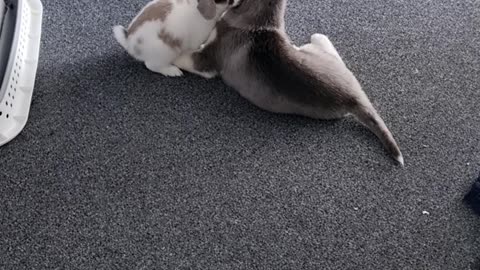 Baby Rabbit and Husky Puppy Play