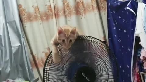 Stand on the fan