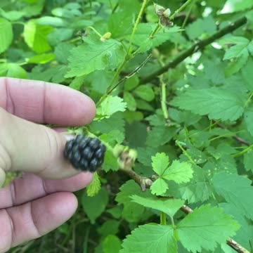 Edible Berries?!