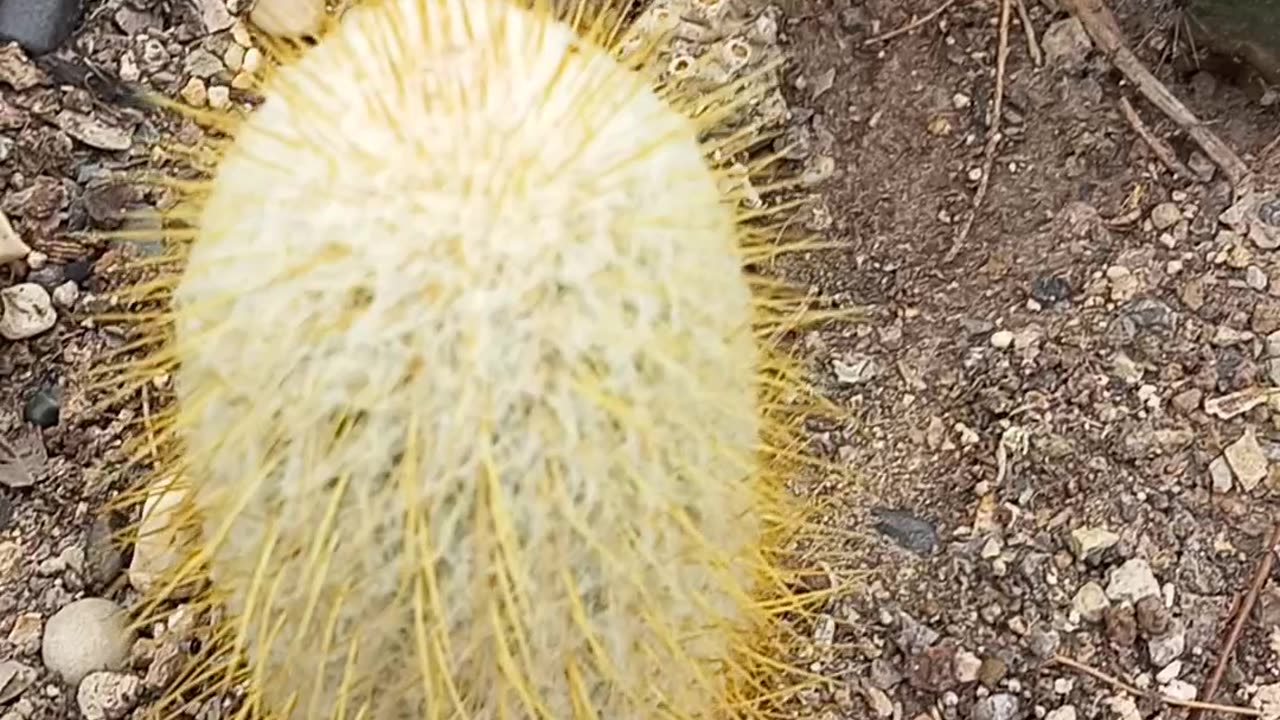 Cactus