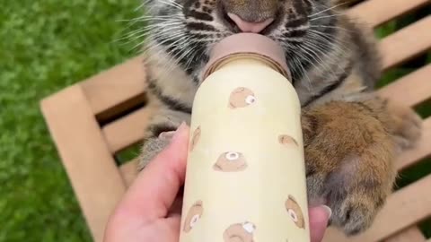 When you’re a fearsome tiger but still need your bedtime bottle! 😂🐅