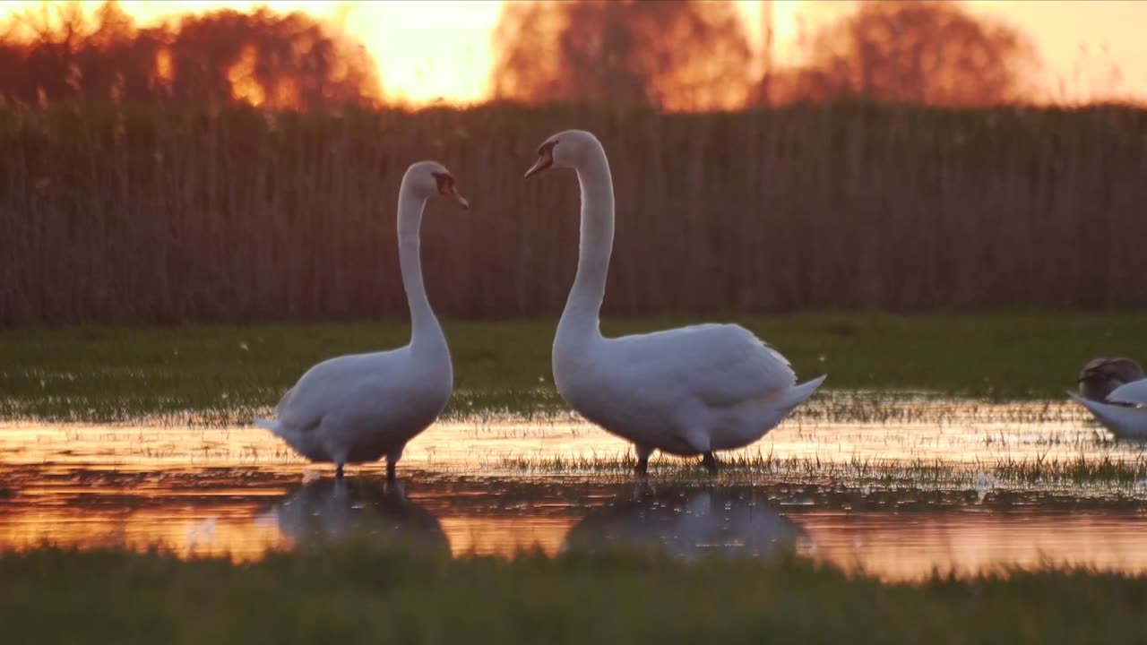 Swans In Body Of Water