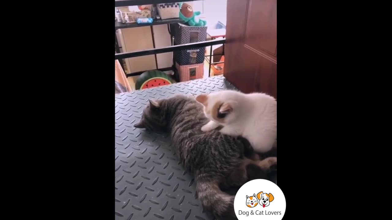 Cute cats lovers