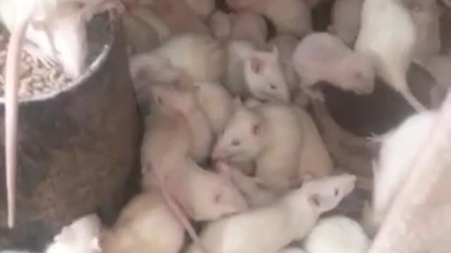 Albino Rats: Perfect Laboratory/Experimental Animal